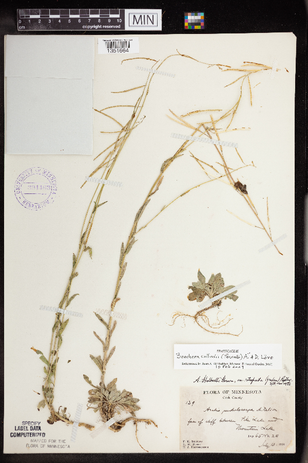 Boechera collinsii image