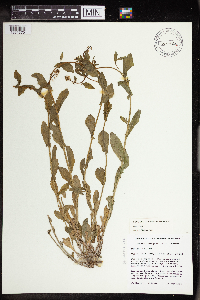 Image Associated With the Occurrence