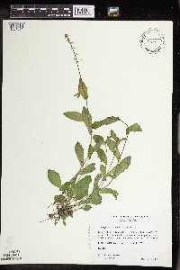 Boechera dentata image