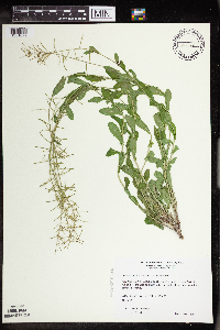 Boechera dentata image