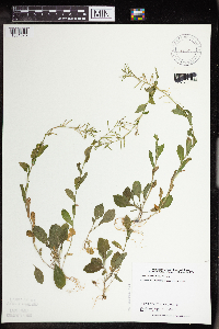 Boechera dentata image