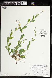 Boechera dentata image