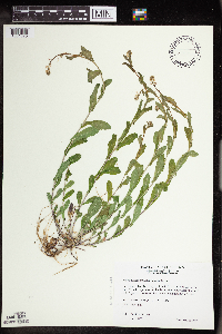 Boechera dentata image