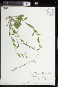 Boechera dentata image