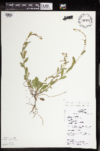 Boechera dentata image