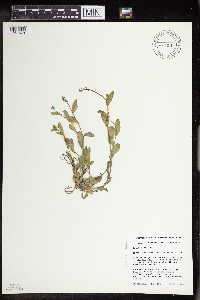 Boechera dentata image