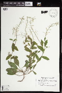 Boechera dentata image