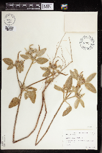Image of Croton coryi