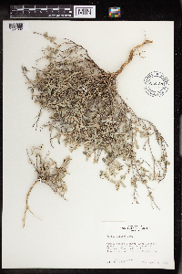 Image of Croton dioicus