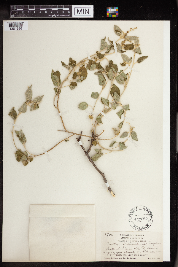 Croton fruticulosus image