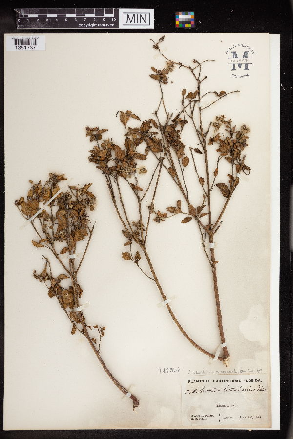 Croton glandulosus var. arenicola image