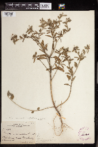 Croton glandulosus var. arenicola image