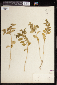 Croton glandulosus var. arenicola image