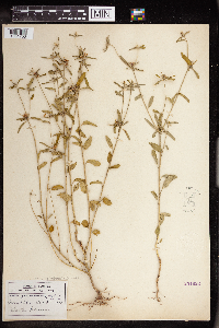 Croton glandulosus image