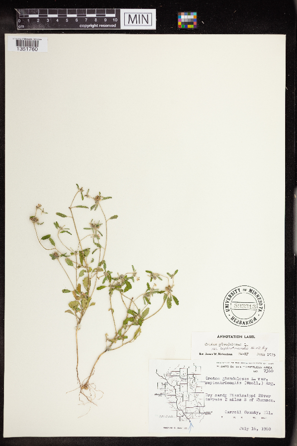 Croton glandulosus image