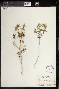 Croton glandulosus image