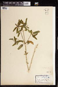 Croton glandulosus image