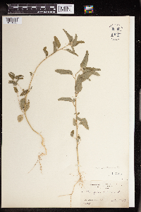 Croton glandulosus image