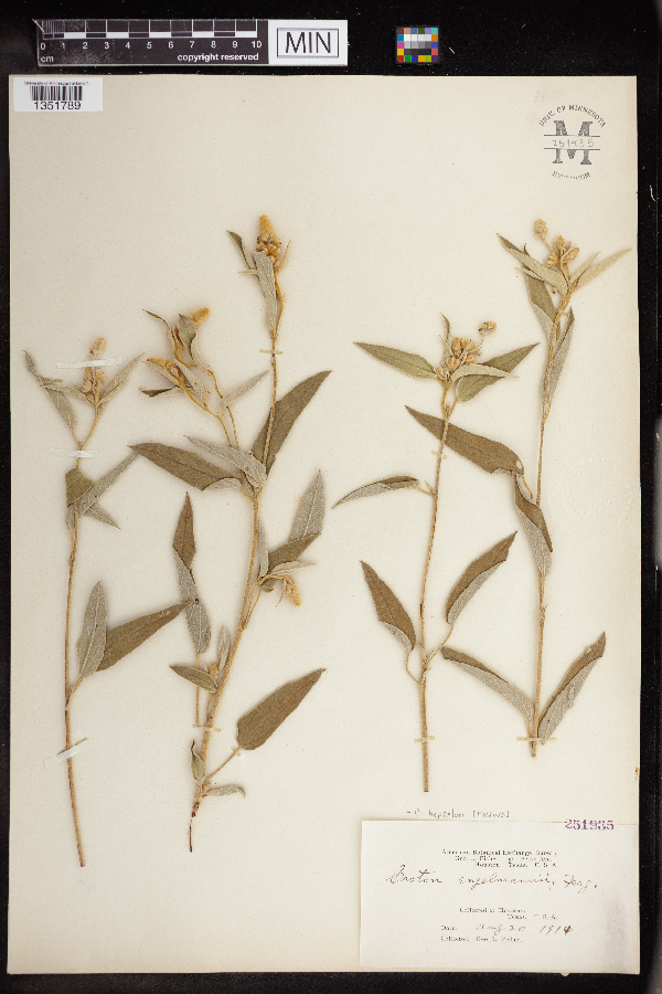 Croton heptalon image