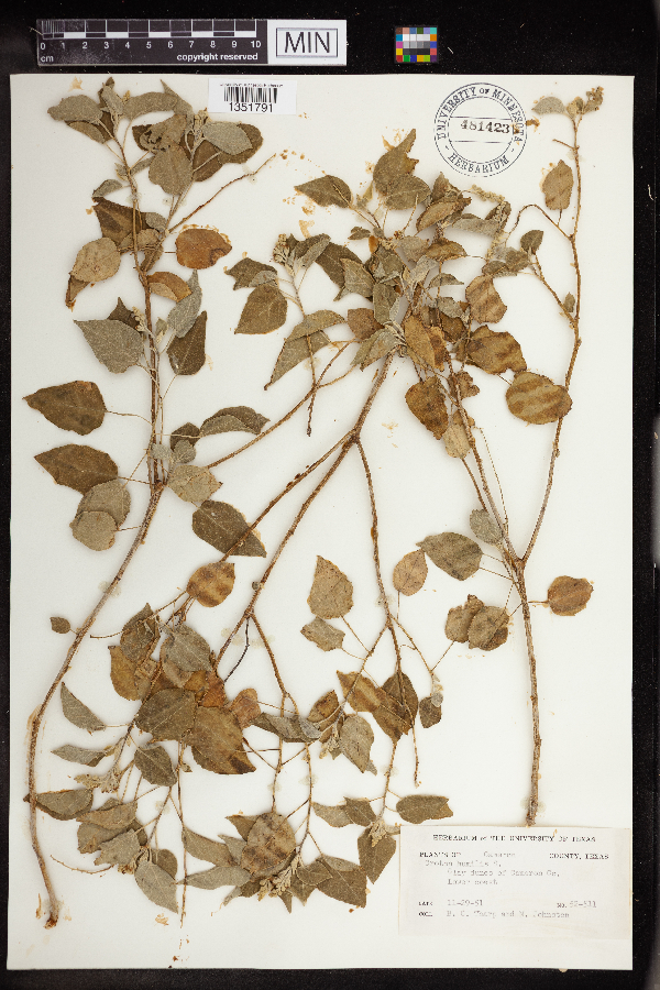 Croton humilis image