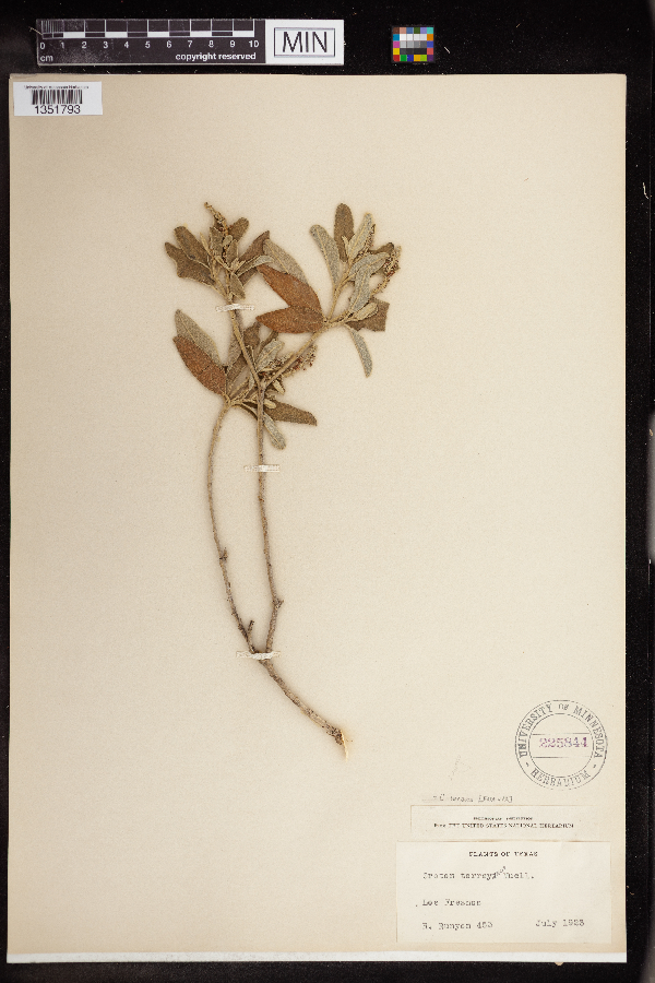 Croton incanus image