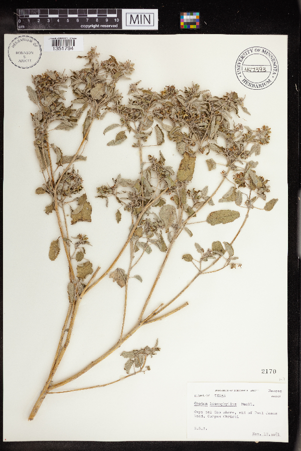 Croton leucophyllus image