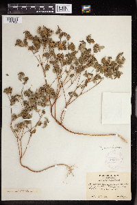 Croton monanthogynus image