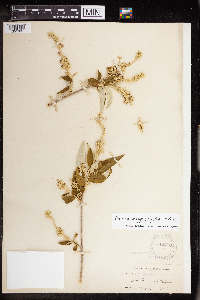 Image of Croton argyrophyllus