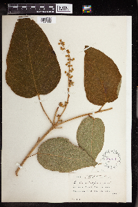 Image of Croton celtidifolius