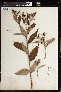 Image of Croton chaetophorus