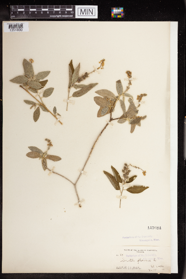 Croton flavens image