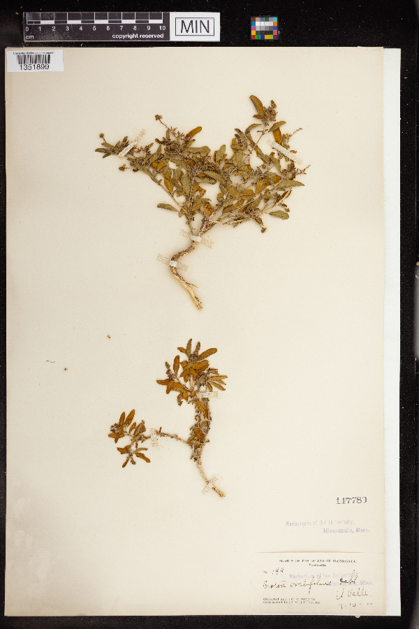 Croton ovalifolius image