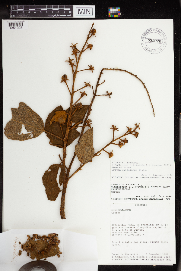 Croton smithianus image