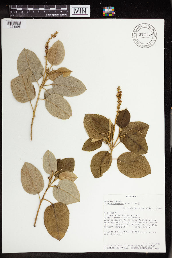 Croton wagneri image