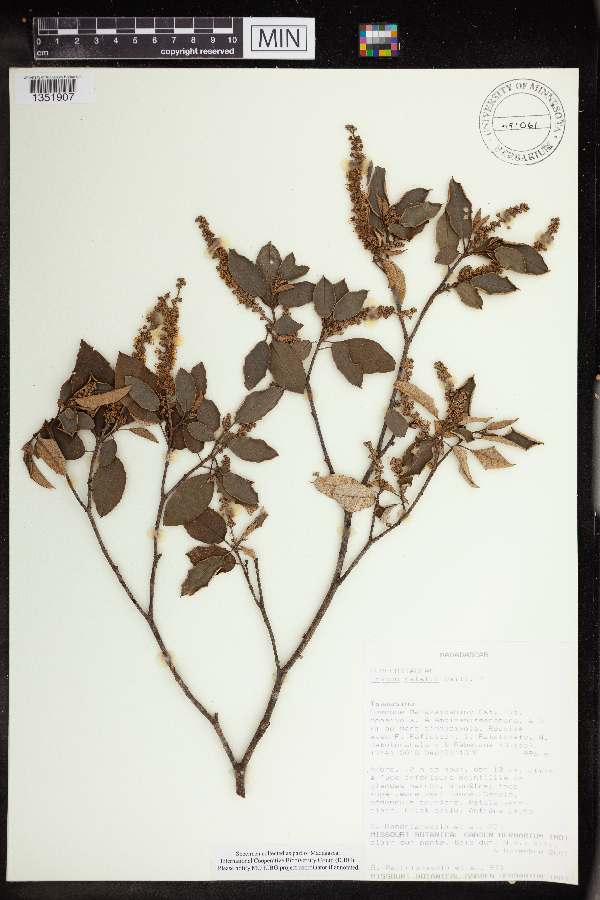 Croton catatii image