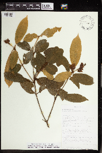 Image of Croton chapelieri