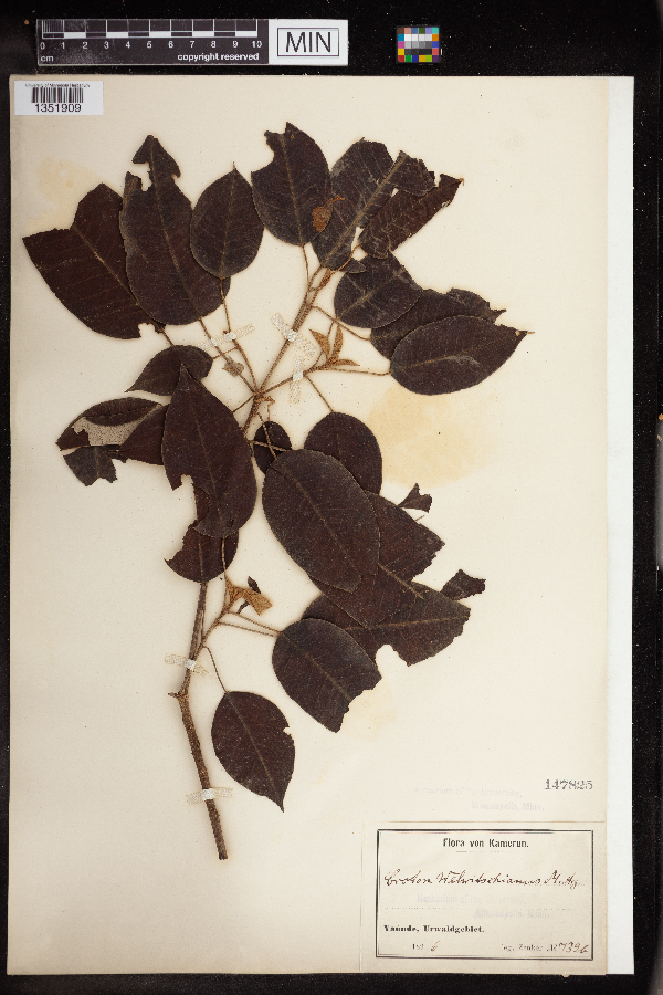 Croton welwitschianus image