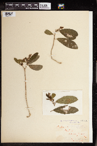 Image of Croton acronychioides