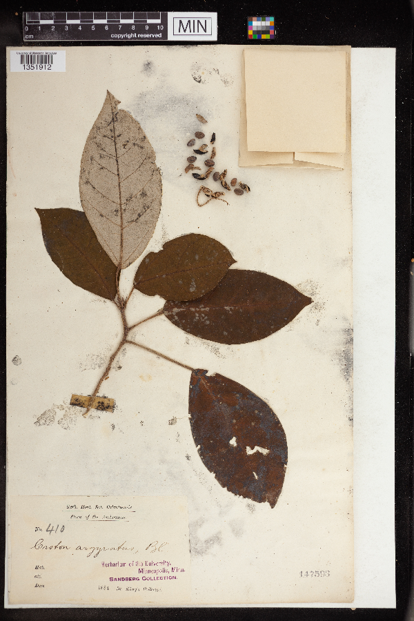 Croton argyratus image