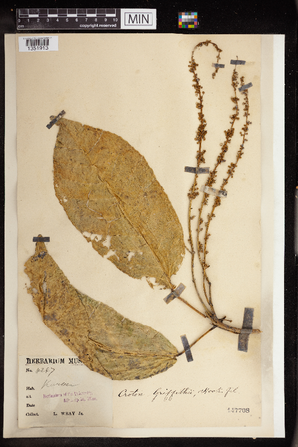 Croton griffithii image