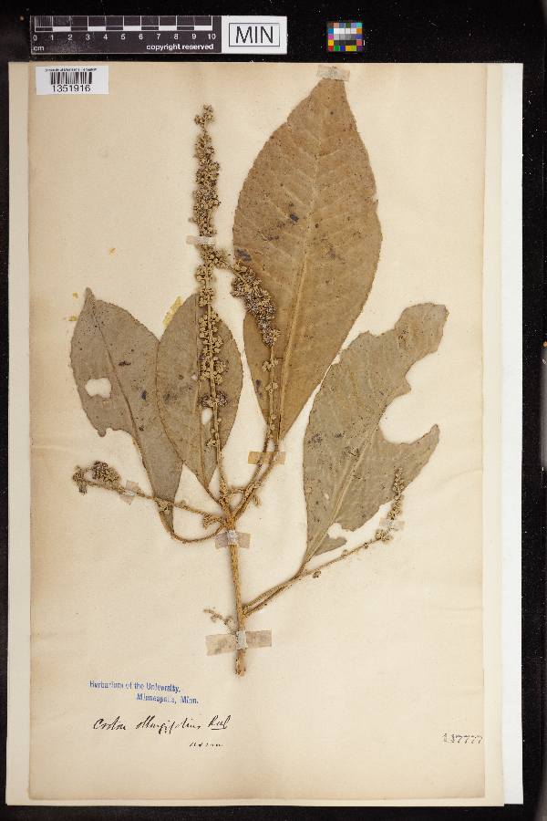 Croton oblongifolius image