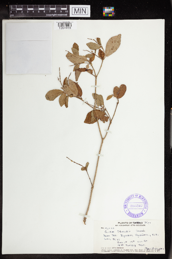 Croton storckii image