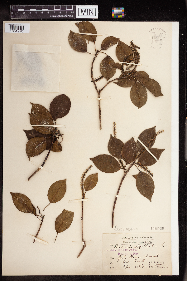 Excoecaria agallocha image