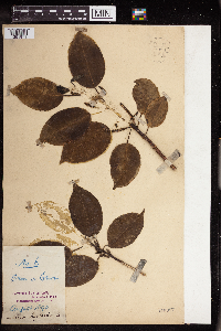 thumbnail image of current specimen
