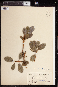 Excoecaria agallocha image