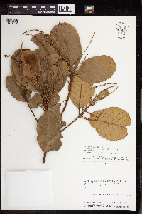 Image Associated With the Occurrence