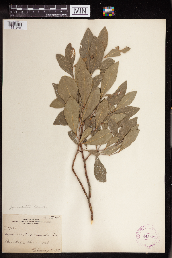 Gymnanthes lucida image