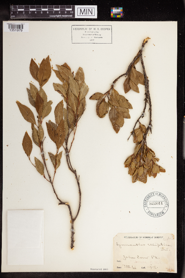 Gymnanthes elliptica image