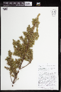 Juniperus communis image