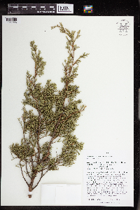Juniperus virginiana image